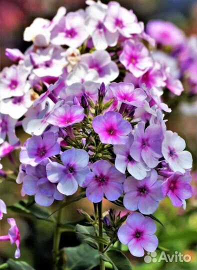 Флоксы многолетние