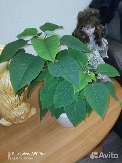 Пуансетия(рождественская звезда)