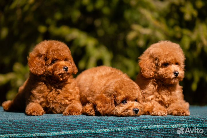 Той-пудель мальчик и девочка