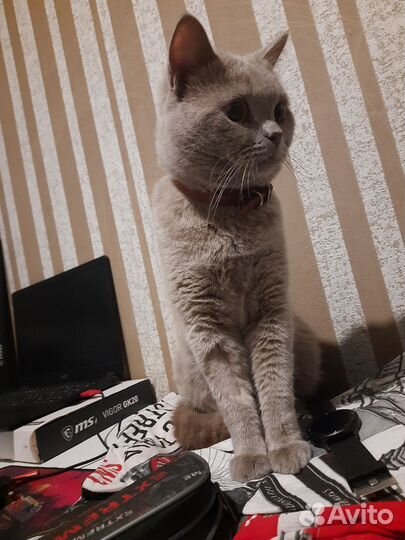 Британский кот