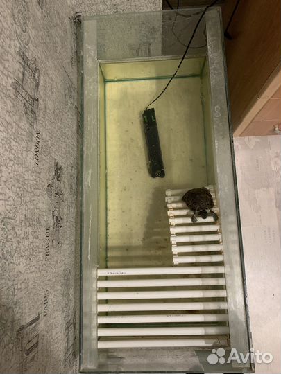 Черепаха с аквариумом