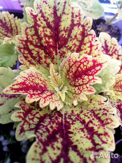 Излишки колеусов. Три сорта