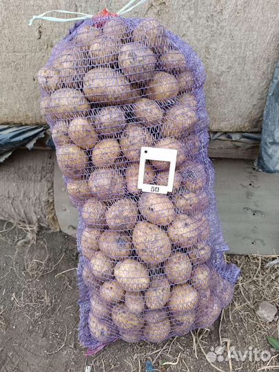 Картофель оптом, сорт Гала