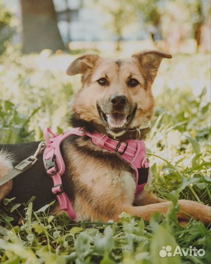 Собака Яшма в добрые руки