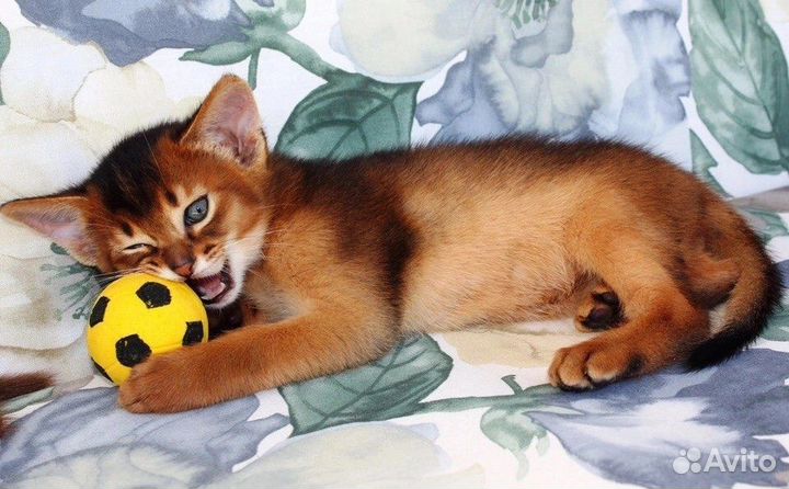 Абиссинские котята