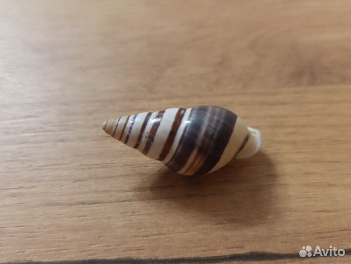 Морская раковина