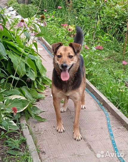 Улыбака в добрые руки