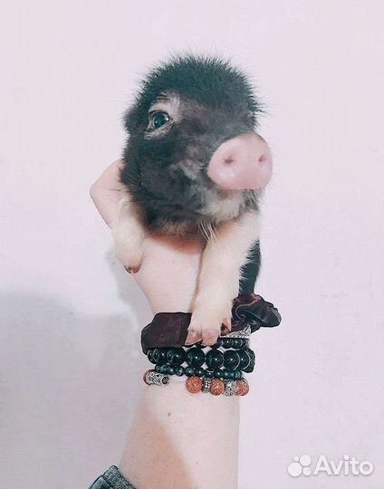 Мини, Микропиги