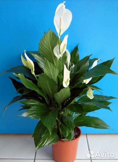 Женское счастье (Spathiphyllum)