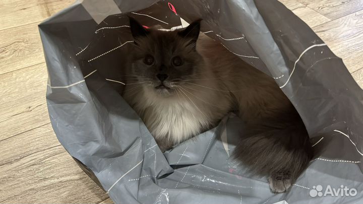 Отдам кота в добрые руки