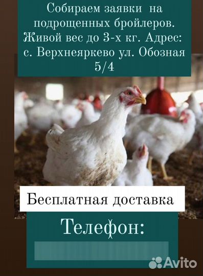 Домашняя птица