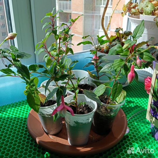 Фуксия сортовая