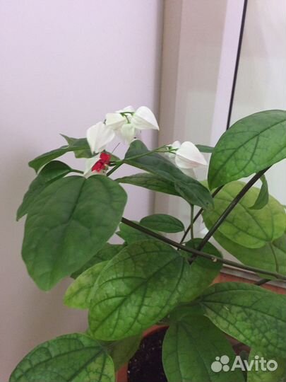 Клеродендрум томпсон