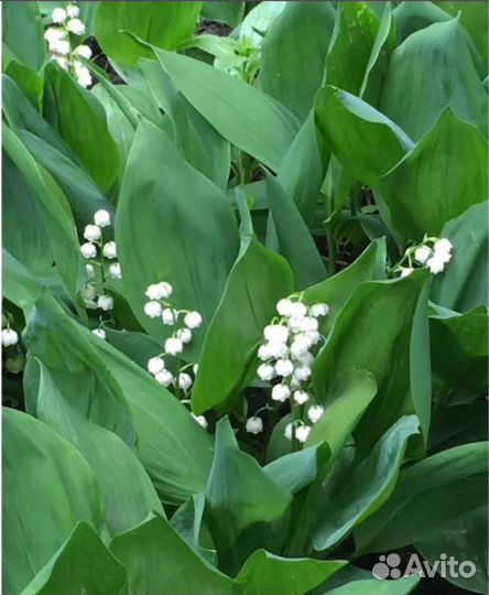 Садовые многолетние цветы