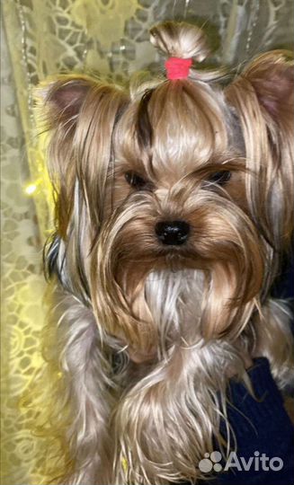 Йоркширский терьер