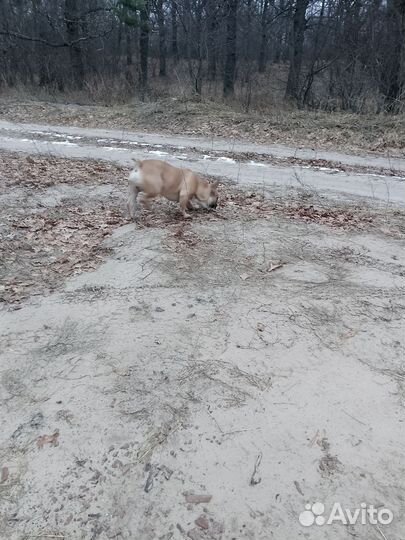 Кобель для вязки французский бульдог
