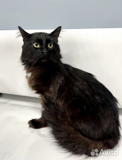 Ласковый пушистый котик ищет дом