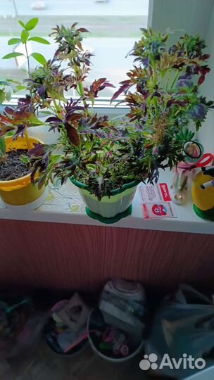 Колеус цветущий