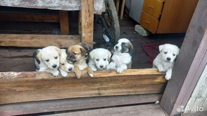 В добрые руки