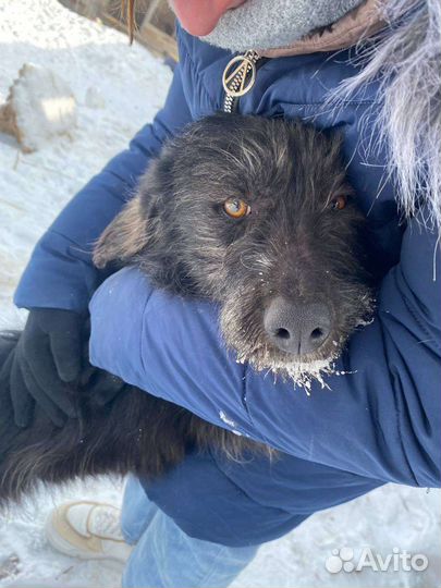 Собака ищет дом