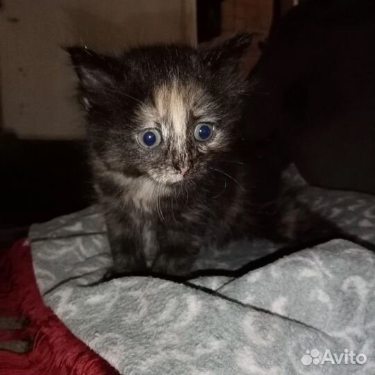 Котята бесплатно