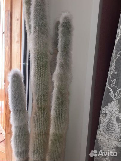 Кактус шикарный