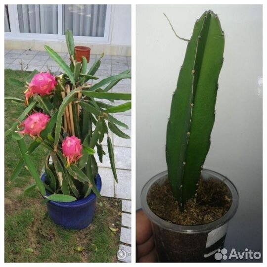 Комнатная экзотика