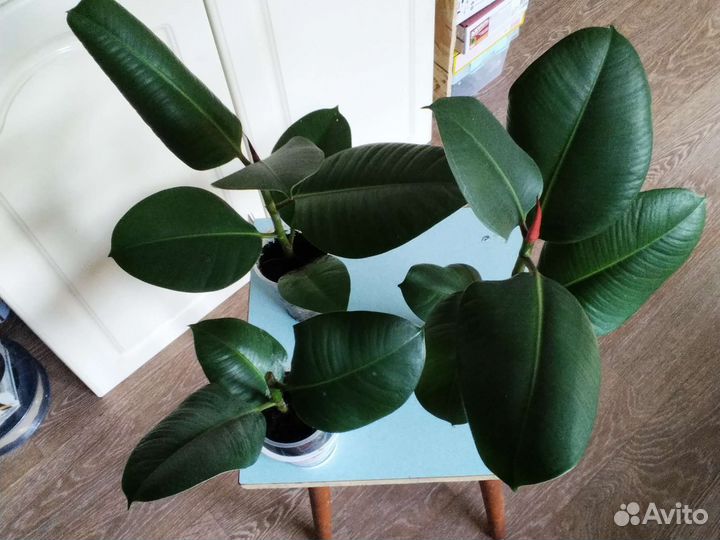 Фикус каучуконосный