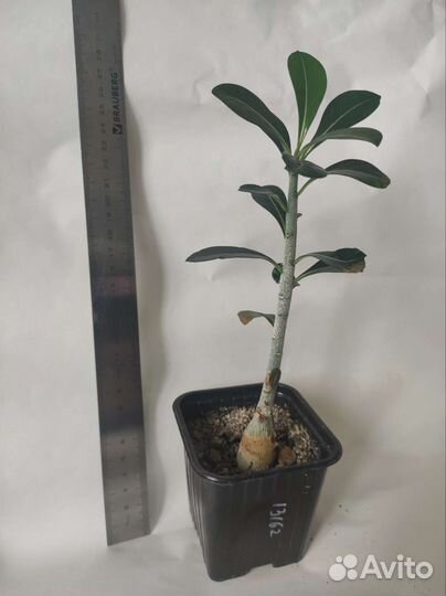 Комнатные цветы адениум