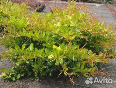 Барбарис средний Дуал Джевел