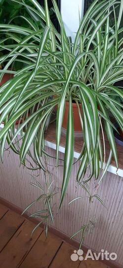 Хлорофитум полосатый