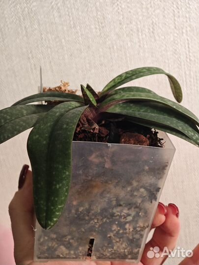 Paph. rungsuriyanum x niveum