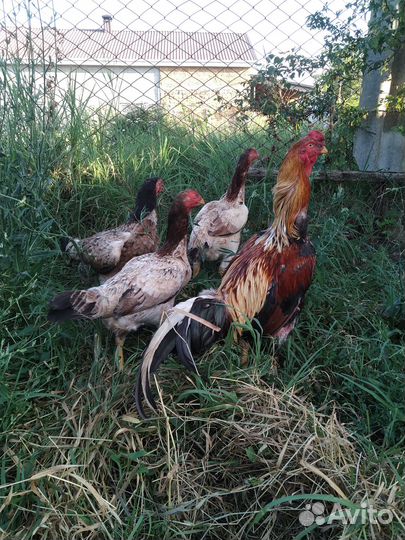 Цыплята Дакан, возраст два месяца