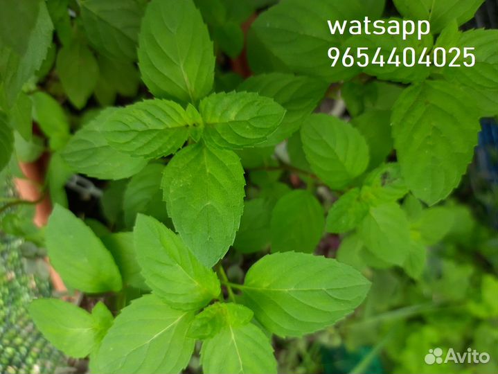 Мята 31 сорт Подробности в описании