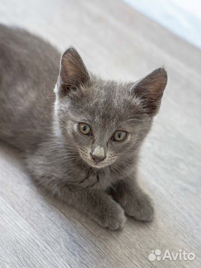 Голубая кошка котёнок ищет дом