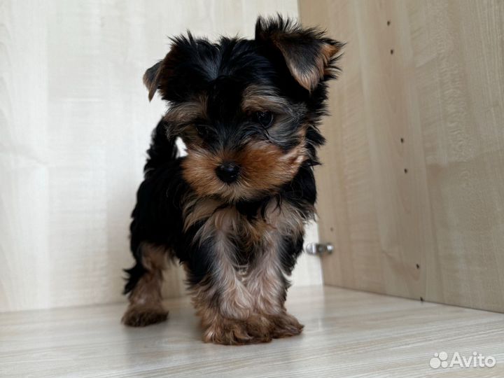 Йоркширский терьер