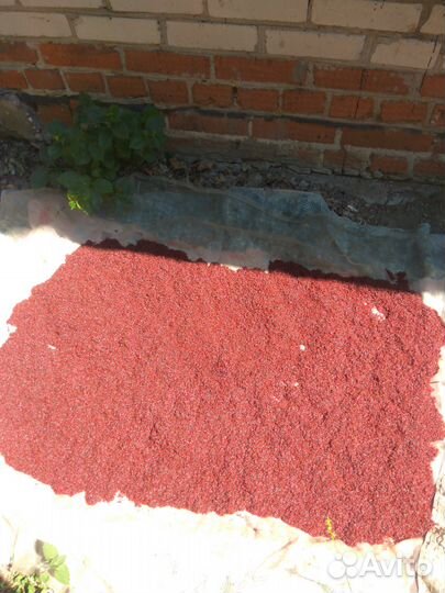 Мелкий подмосковный мотыль.Живой корм для рыбок