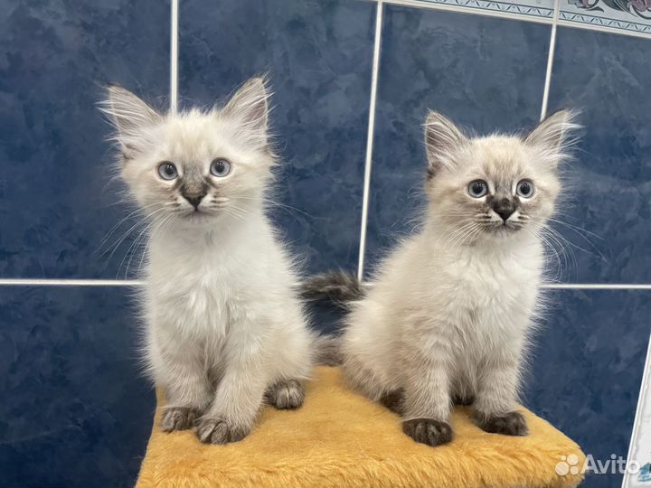 Невская маскарадная