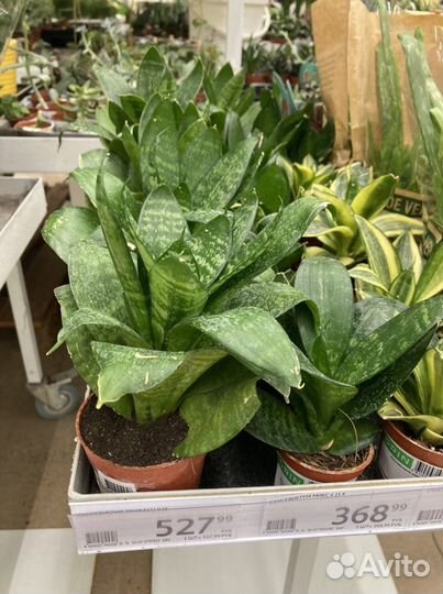 Сансивиерия розеточная