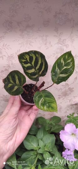 Калатея макоя