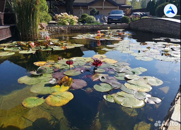 Пруд для ценителей тишины и гармонии с природой