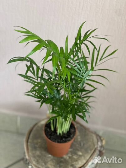 Комнатное растение Хамедорея Элегант D9