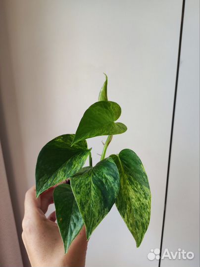 Эпипремнумы