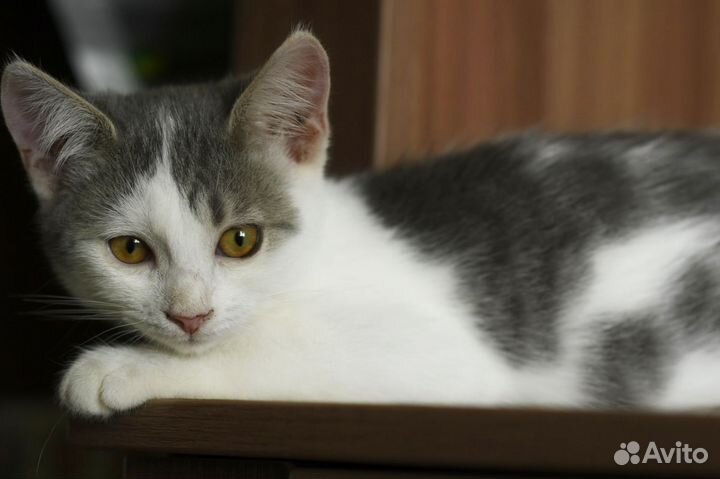 В добрые руки Тоня, очень ласковая и контактная