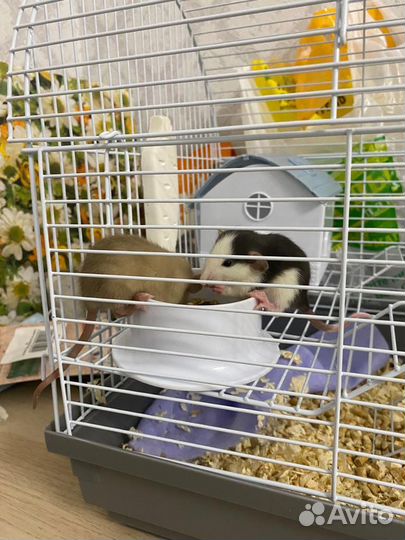 Передержка собак, грызунов догситтер зооняня