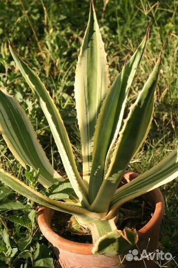 Цветок.домашний