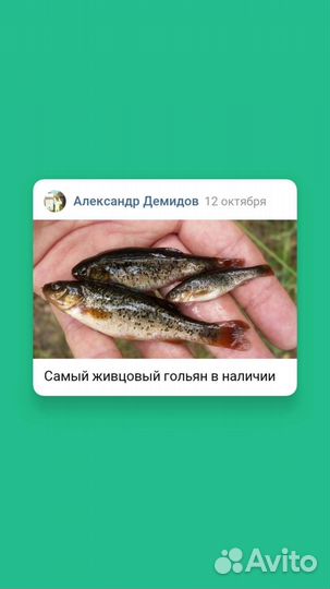 Гольян живцовый 24/7