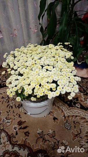 Хризантемы и другие цветы