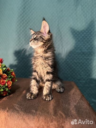 Мейн-кун котенок