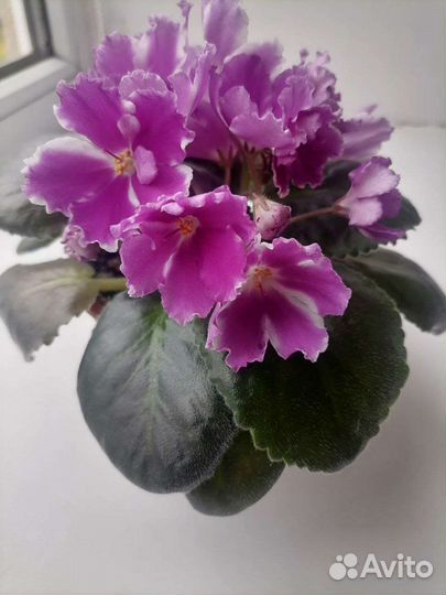 Черенки сортовых фиалок